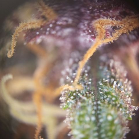 Lemon Cherry Cookies growlog timeline photo