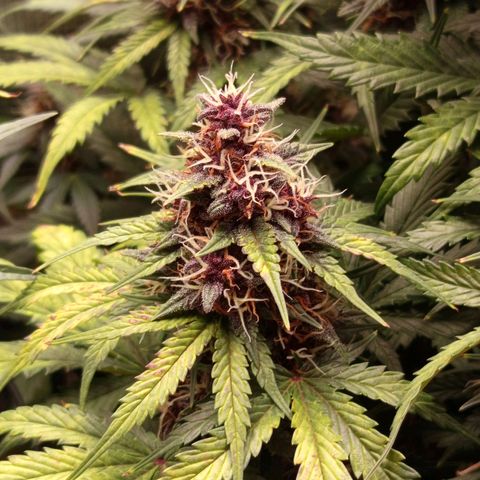 Lemon Cherry Cookies growlog timeline photo