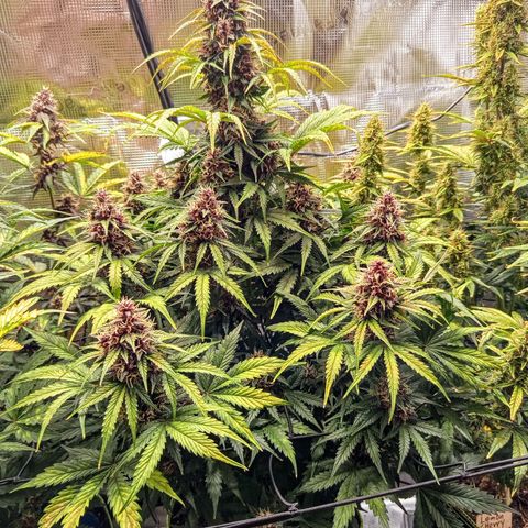 Lemon Cherry Cookies growlog timeline photo