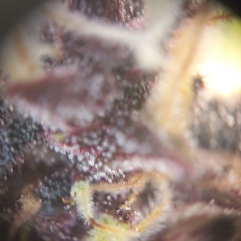 Lemon Cherry Cookies growlog timeline photo