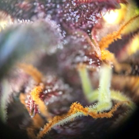 Red Pure Auto CBD growlog timeline photo