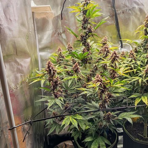 Red Pure Auto CBD growlog timeline photo