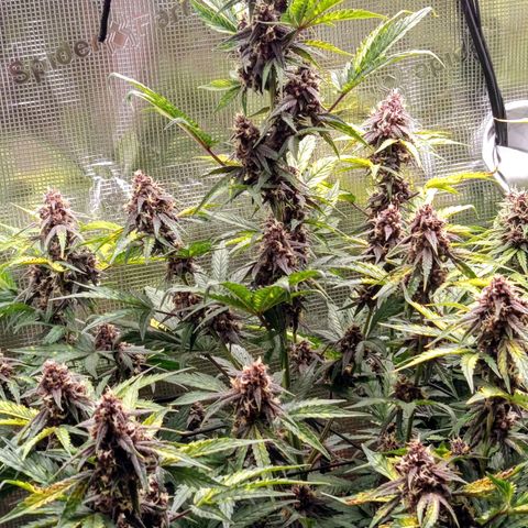 Red Pure Auto CBD growlog timeline photo
