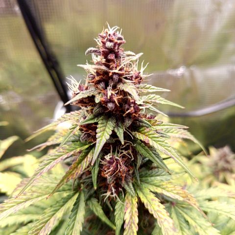 Lemon Cherry Cookies growlog timeline photo