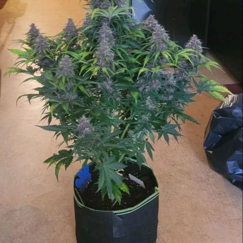 Lemon Cherry Cookies growlog timeline photo
