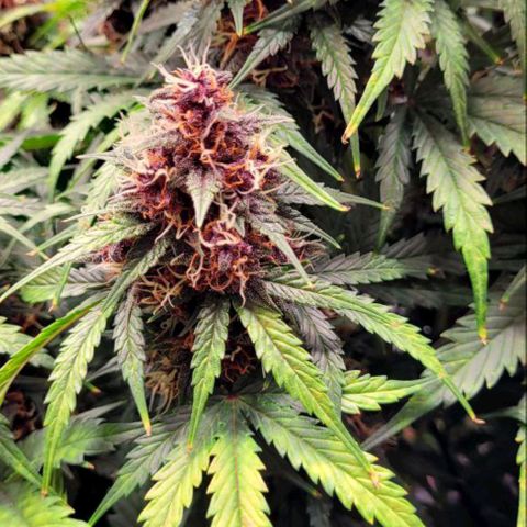 Lemon Cherry Cookies growlog timeline photo