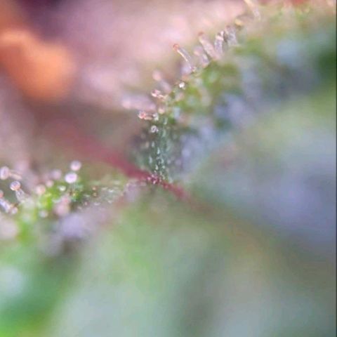 Lemon Cherry Cookies growlog timeline photo