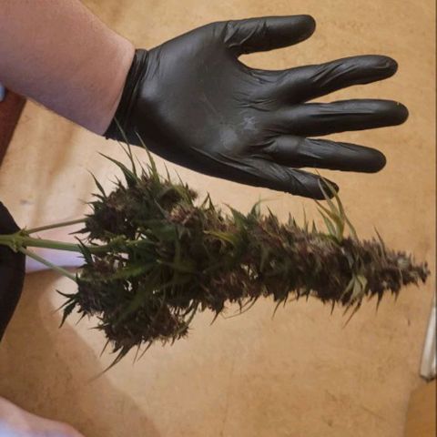 Lemon Cherry Cookies growlog timeline photo