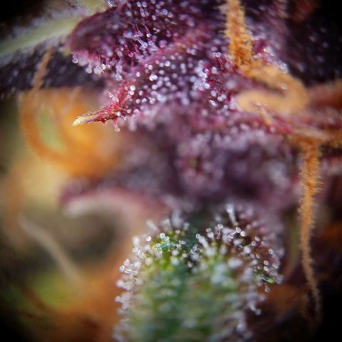 Lemon Cherry Cookies growlog timeline photo