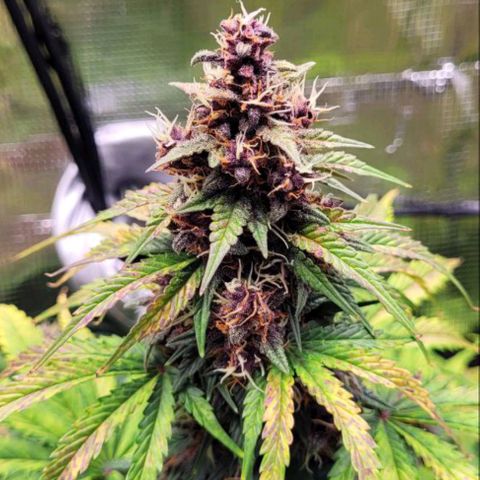 Lemon Cherry Cookies growlog timeline photo