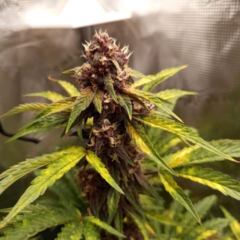 Red Pure Auto CBD growlog timeline photo