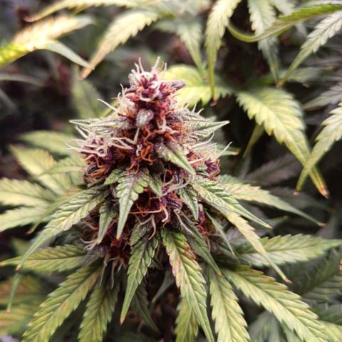 Red Pure Auto CBD growlog timeline photo