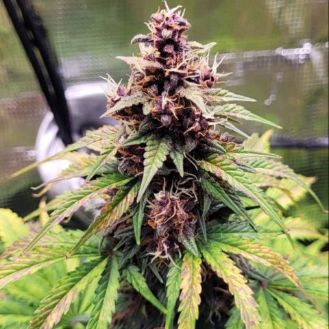 Red Pure Auto CBD growlog timeline photo
