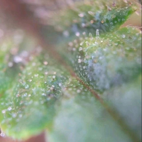 Red Pure Auto CBD growlog timeline photo