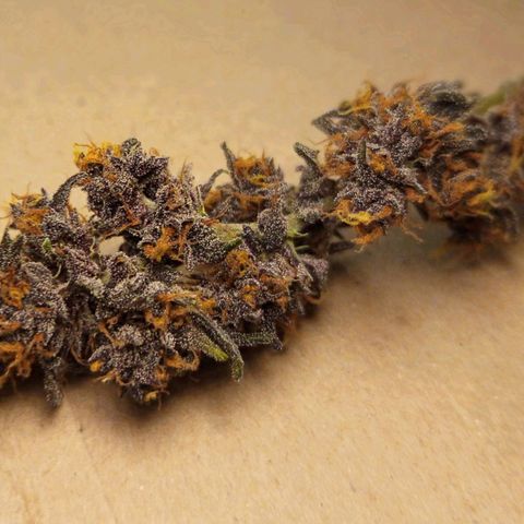 Red Pure Auto CBD growlog timeline photo