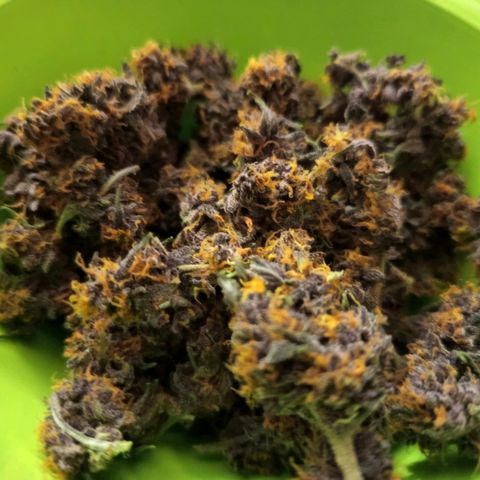 Red Pure Auto CBD growlog timeline photo