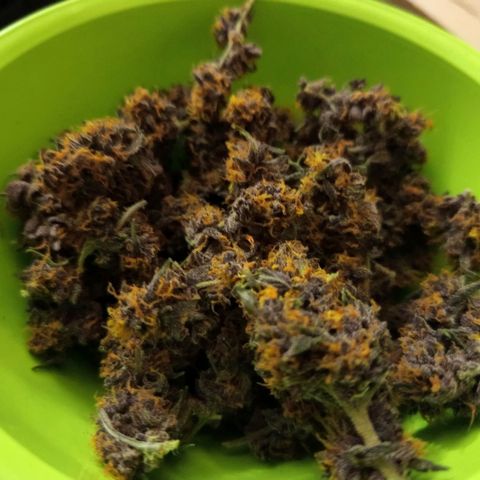 Red Pure Auto CBD growlog timeline photo