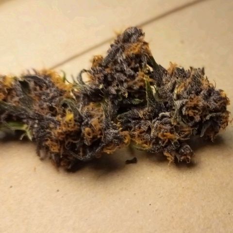 Red Pure Auto CBD growlog timeline photo