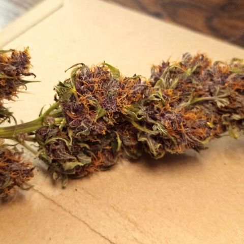 Red Pure Auto CBD growlog timeline photo