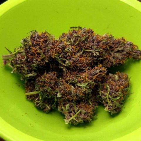 Red Pure Auto CBD growlog timeline photo