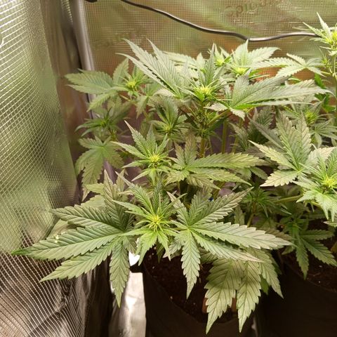 Diablo Rojo XL growlog timeline photo