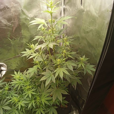 Lemon Cherry Cookies growlog timeline photo