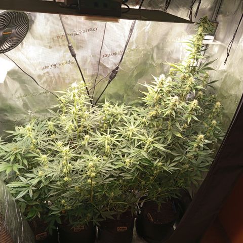 Diablo Rojo XL growlog timeline photo