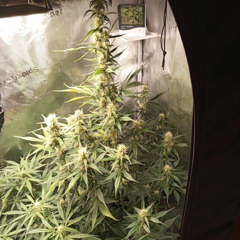 Lemon Cherry Cookies growlog timeline photo