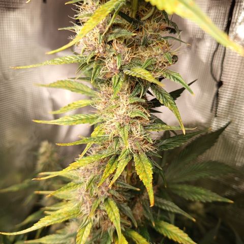 Lemon Cherry Cookies growlog timeline photo