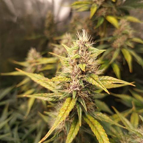 Lemon Cherry Cookies growlog timeline photo