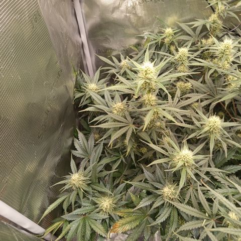 Diablo Rojo XL growlog timeline photo