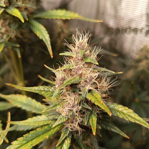 Lemon Cherry Cookies growlog timeline photo