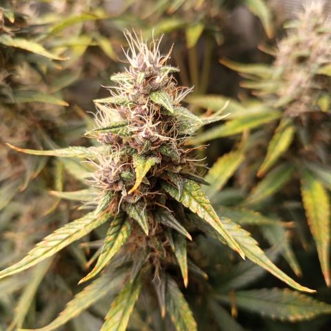Lemon Cherry Cookies growlog timeline photo