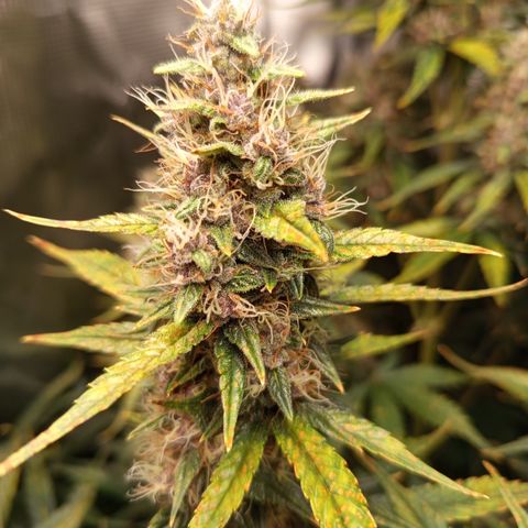 Lemon Cherry Cookies growlog timeline photo