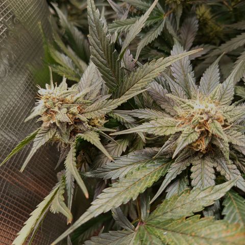 Diablo Rojo XL growlog timeline photo