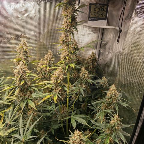 Lemon Cherry Cookies growlog timeline photo