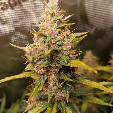 Lemon Cherry Cookies growlog timeline photo