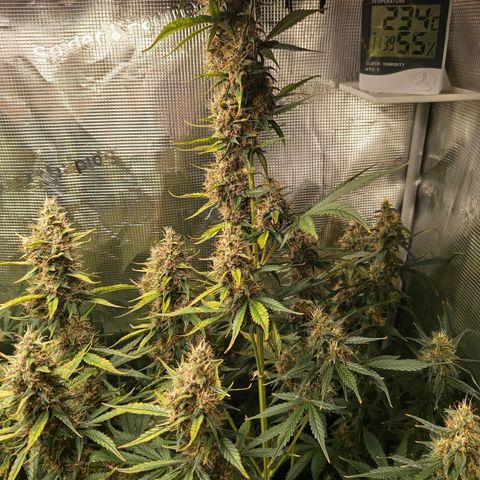 Lemon Cherry Cookies growlog timeline photo