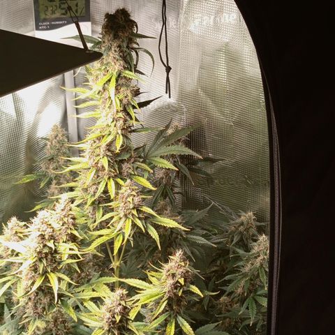 Lemon Cherry Cookies growlog timeline photo