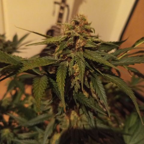 Diablo Rojo XL growlog timeline photo