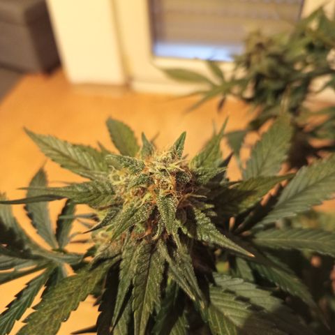 Diablo Rojo XL growlog timeline photo