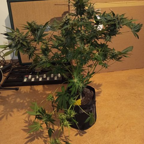 Diablo Rojo XL growlog timeline photo