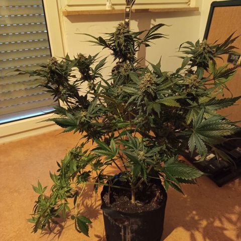 Diablo Rojo XL growlog timeline photo