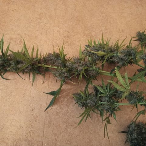 Lemon Cherry Cookies growlog timeline photo