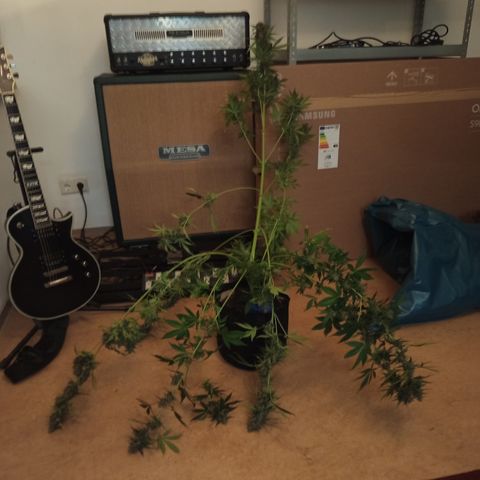 Lemon Cherry Cookies growlog timeline photo