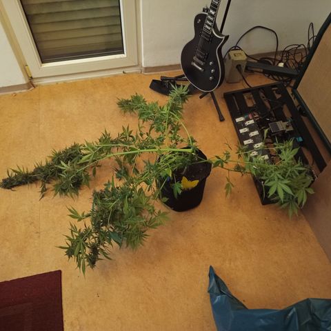 Lemon Cherry Cookies growlog timeline photo