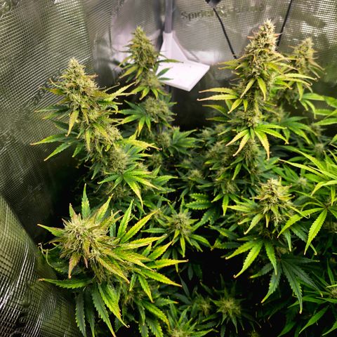 Honey Peach Auto CBD growlog timeline photo