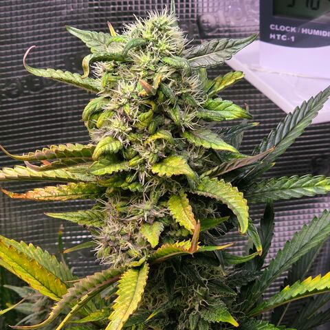Sweet Mandarine Zkittlez XL Auto growlog timeline photo