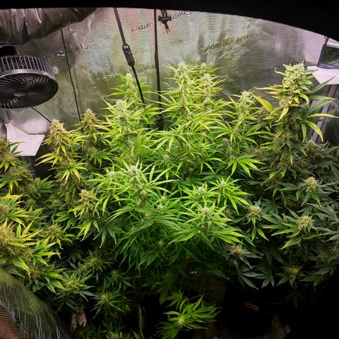 Gorilla Cookie Auto growlog timeline photo
