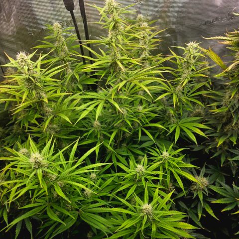 Gorilla Cookie Auto growlog timeline photo
